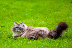 Кот вне серий