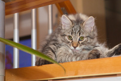 Котэ Дизель