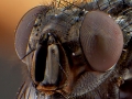 макрофото муха