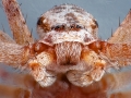макрофото паука