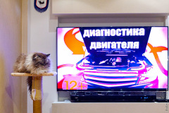 Сева лайв-53/54/55
