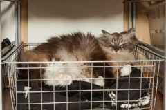 Сева лайв-71