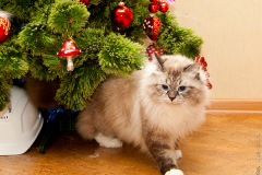 Сева Новогодний