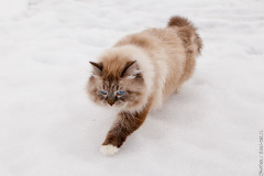 Сева зимний 2014