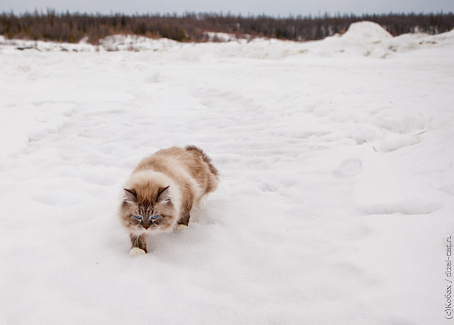 сибирский кот