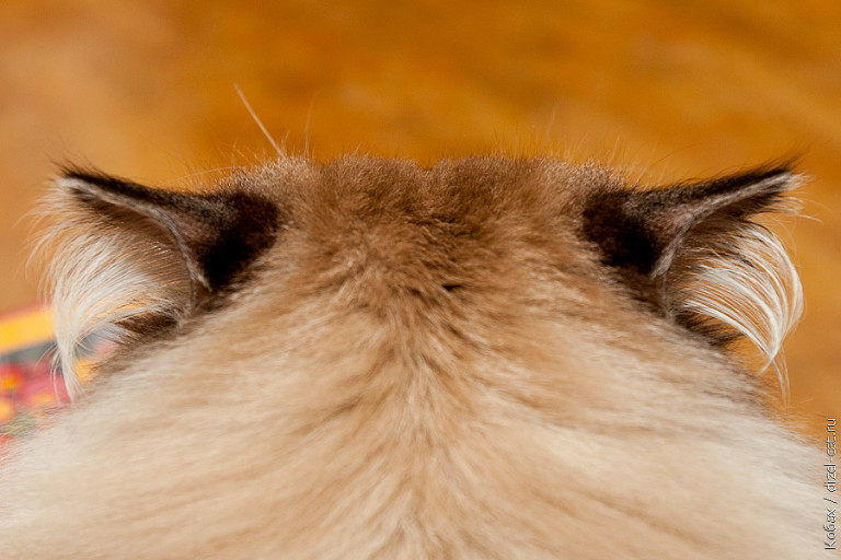 кот сева