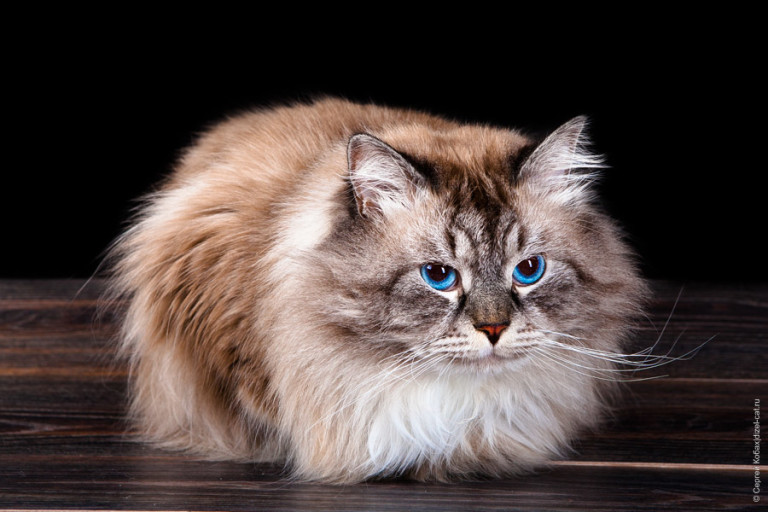 сибирские кошки