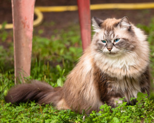кот сева